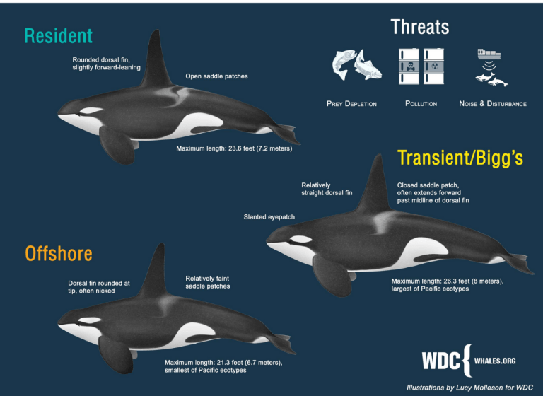 How Do You Identify Orcas? - Whale SENSE